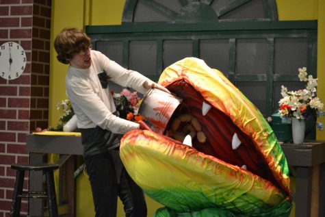 Seymour Krelboyne, played by Christian Howard, feeds Audrey II. The plant requires fresh, human blood or else it will die. 