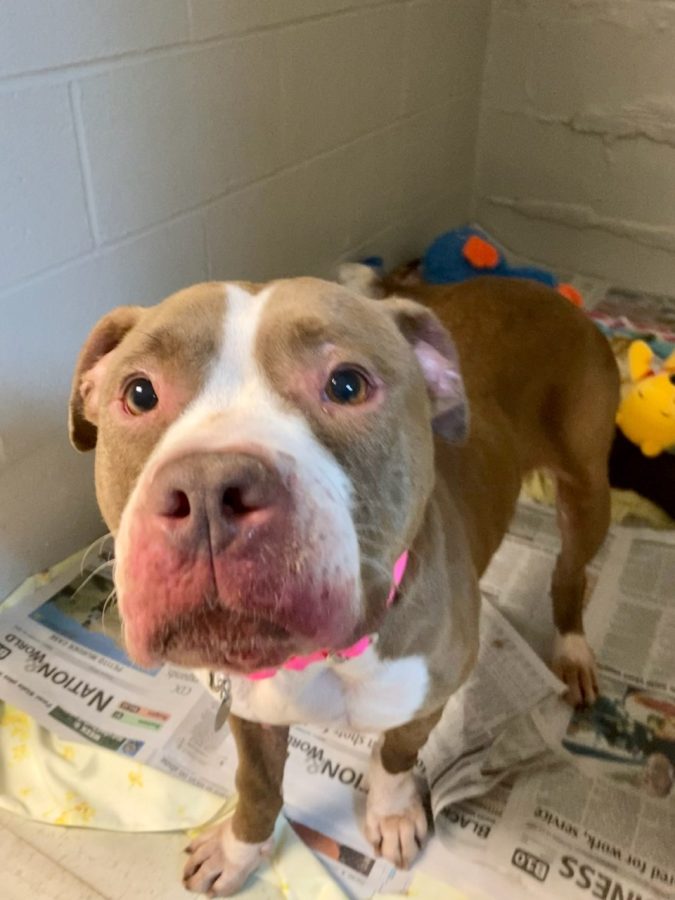As he waits to be adopted into his forever home, Bindi the brown and tan pitbull smiles at the camera. Bindi has been at the shelter longer than most of the animals there. “...he’s one of the dogs that has been there the longest,” Hogan said. 