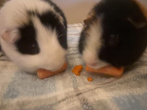 Steve and Gerald are very good friends. They have learned how to share food since they have met. 