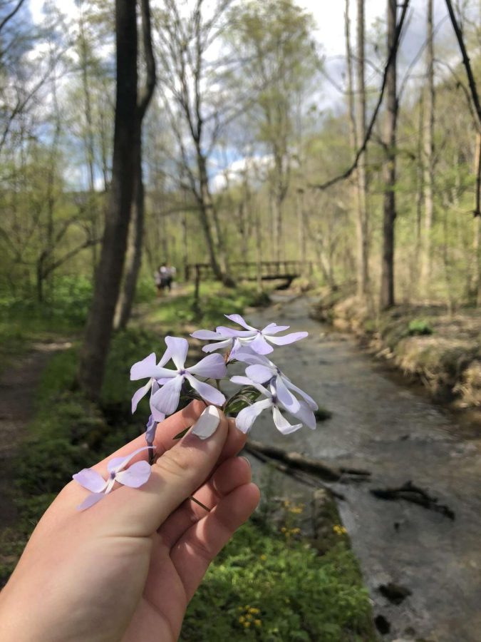 Blossoming, The canoe creek fieldtrip provides a day to get out and enjoy nature. Canoe Creek state park has a multitude of trails and water features. 