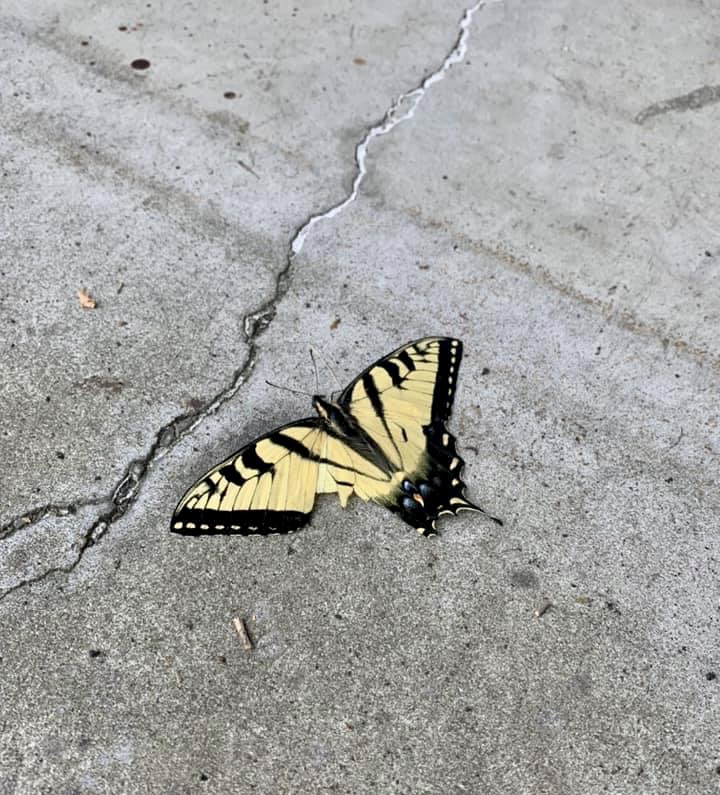 A Two-tailed Swallowtail butterfly was found on the concrete near State College. This Swallowtail has a broken wing and can no longer fly. 