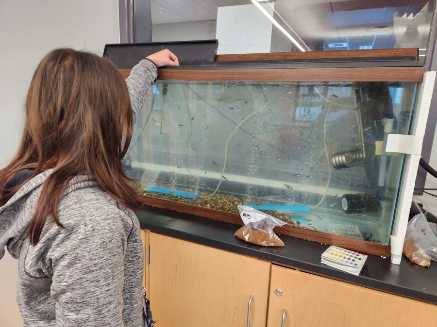 Freshman Destiny Jones feeds trout. Jones fed trout in her biology class. 