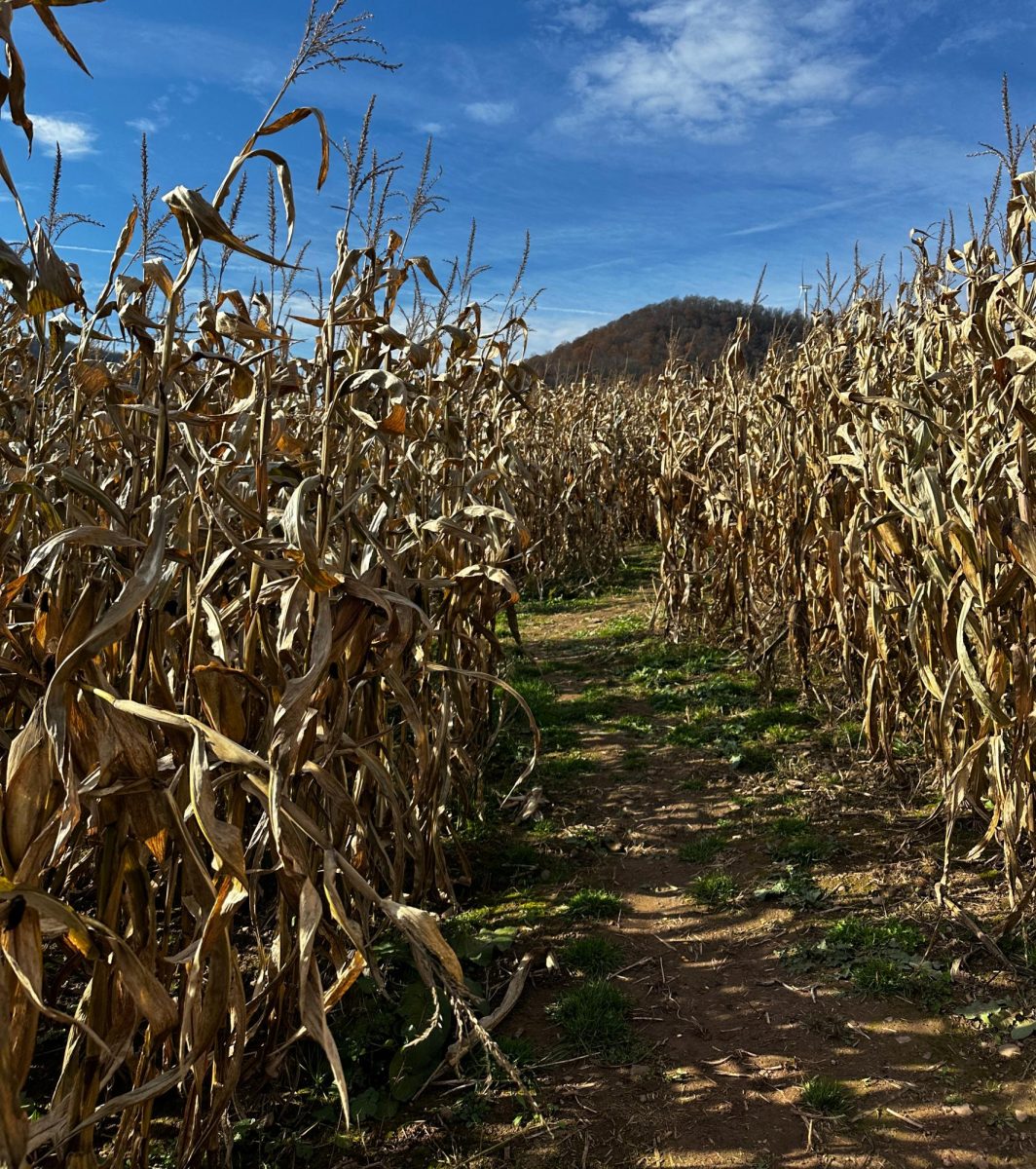 Finding a path. Going to a corn maze during the fall season is always a good way to have fun with friends and family. 