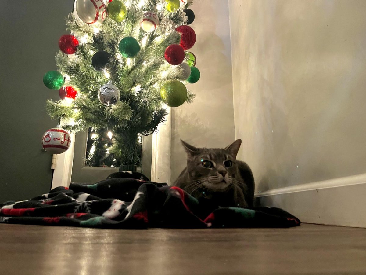 Stanley the cat, sitting underneath the Christmas tree. The tree lights are turned on to show the Christmas spirit. 