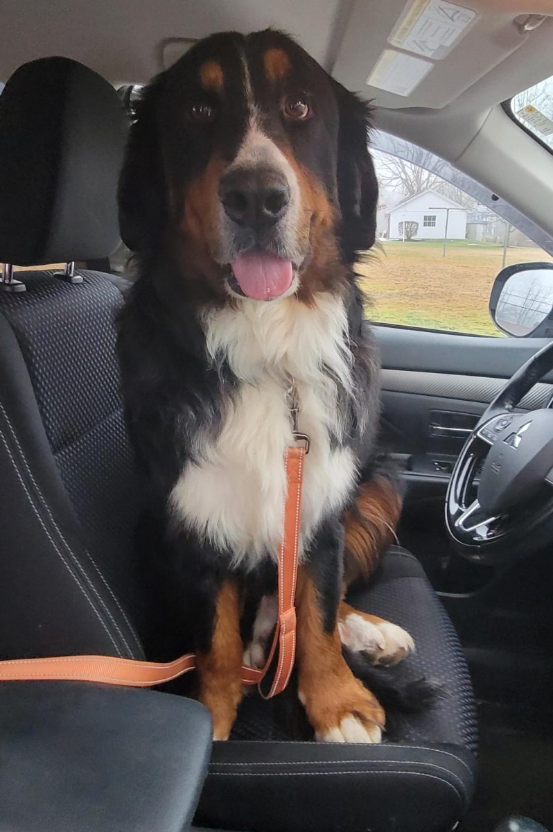 Paws Up! Knox goes on a car ride with Todd Consiglio. Knox is in a foster to adopt home. 