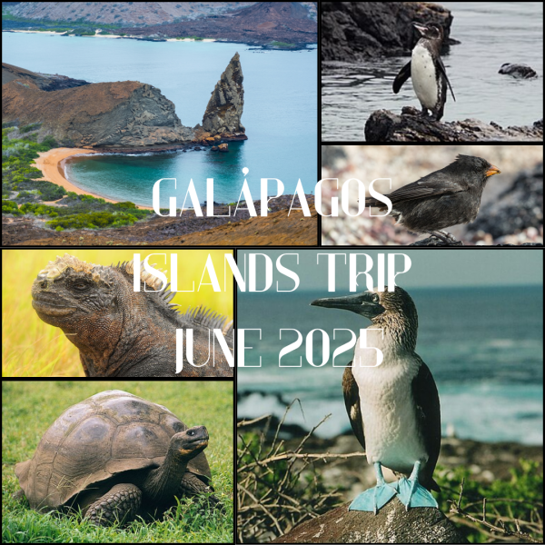 Beauty. The Galápagos Islands present a variety of wildlife unique to the volcanic archipelago in Ecuador. I really just think this is a once-in-a-lifetime opportunity. I feel if you dont take the opportunity now, for a lot of people, it wont arise another time, Brouse said. (Created with Canva)