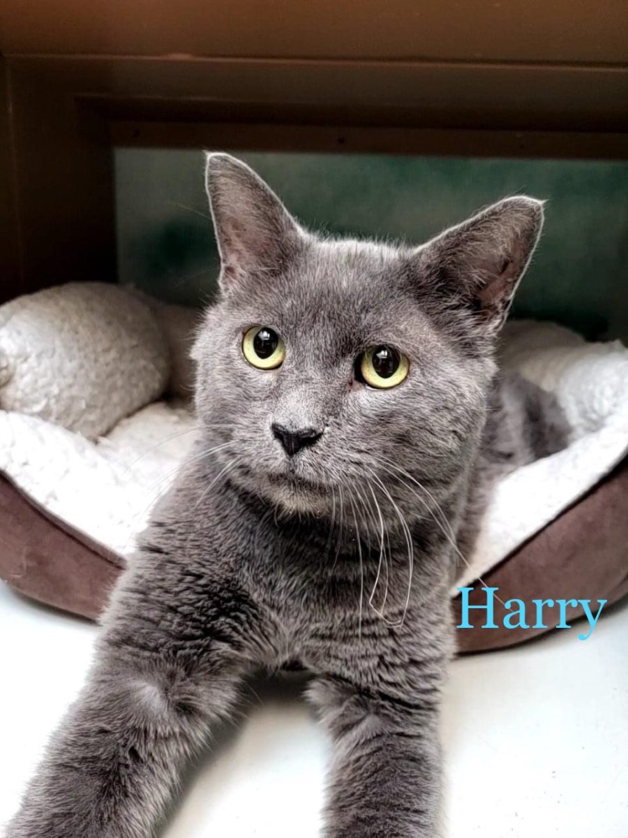 Harry is a 8 year old neutered male. He has been with them since July 2021. (He is diabetic)