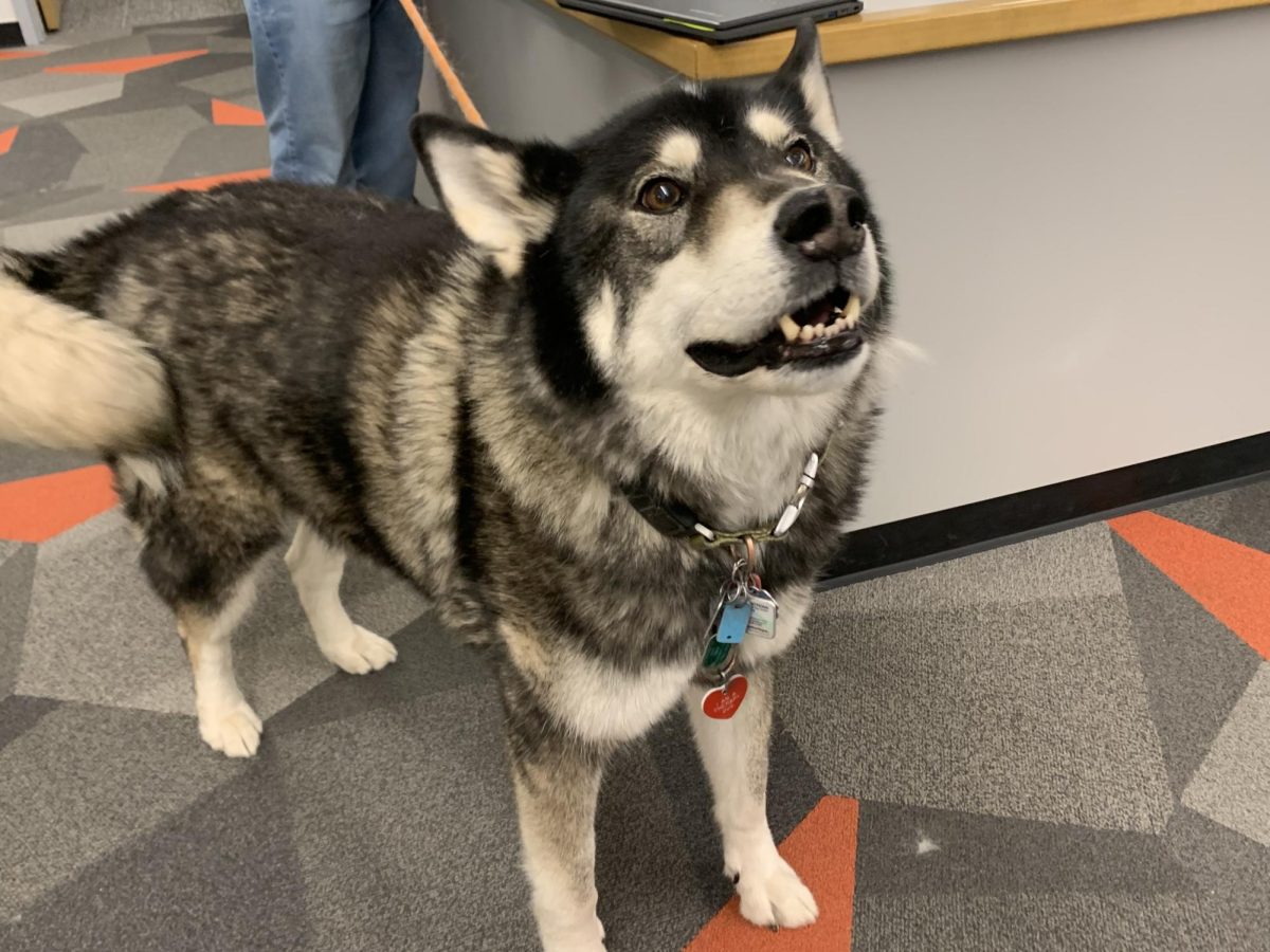 Smile.+Kenai+greets+new+student+visitors+in+the+library.+The+%5BAlaskan+malamute%5D+breed+was+bred+to+be+a+family+dog+and+a+working+dog.+Their+frame+is+large+so+they+can+pull+heavy+weights+for+short+distances.+At+the+end+of+the+day%2C+they+come+inside+and+are+a+family+pet.+What+was+appealing+about+the+malamute+breed+is+how+gentle+and+docile+they+are+with+kids+and+their+ability+to+serve+as+a+working+dog+in+Arctic+conditions%2C+Love+said.