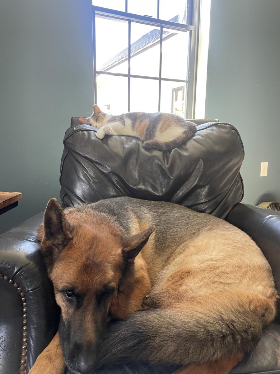 Dog days. The stereotype of dogs and cats not getting along does not hold up for this German Shepard and calico. These two pets were not even raised together, yet they are best friends. 