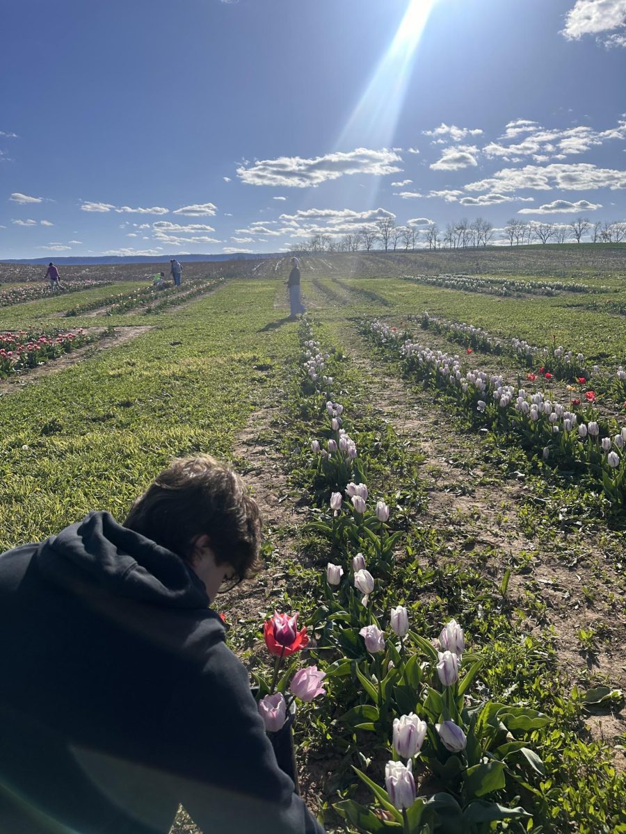 Blooming. People walk around Burket Farm looking to pick bloomed tulips. Admissions was $5 per person and $1 for every picked tulip. 
