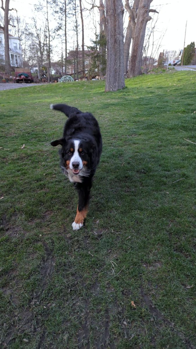Dasher runs to home after playing with his ball. 
