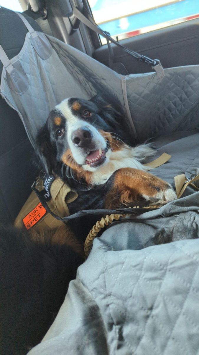 Happy Dog Days. Dasher lays in the back seat with his kid, Ashley Carini, on their way home from Cabelas.