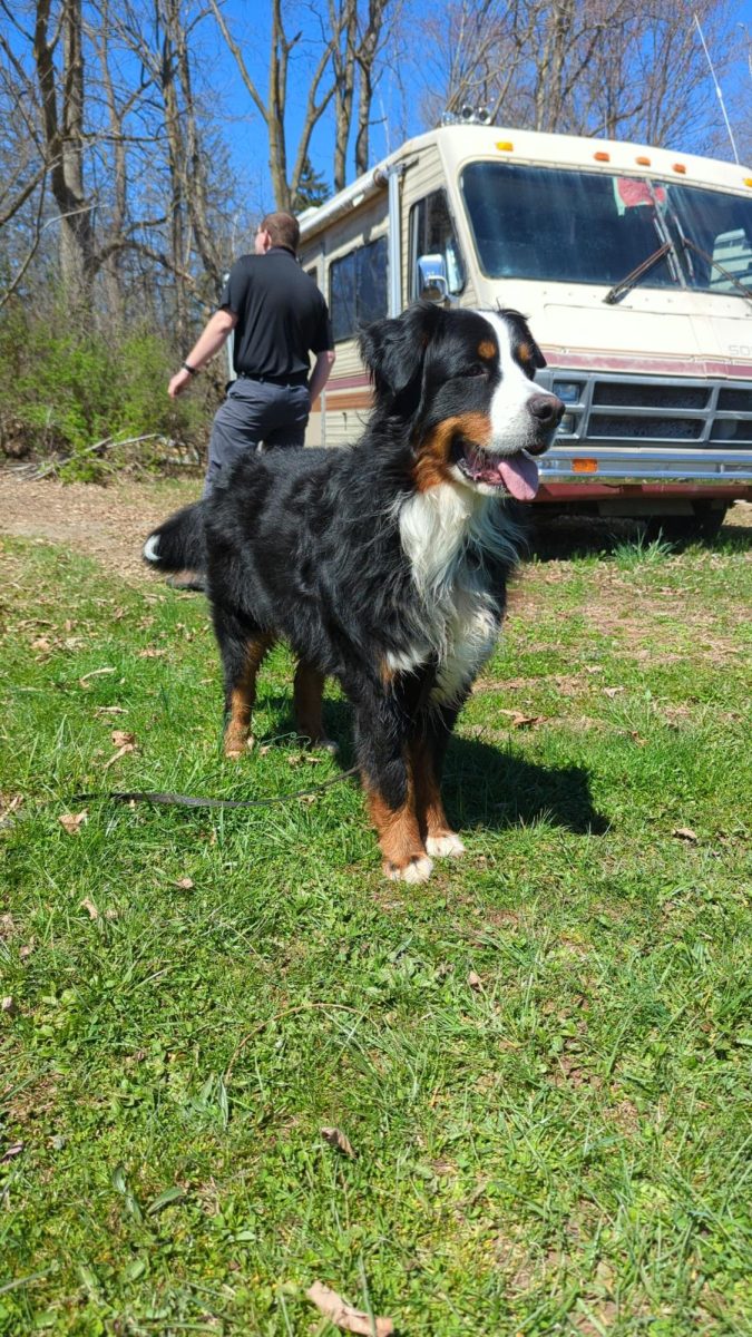 Camp Ready! Dasher gets prepared for his first ever camping trip. Dasher is a 14 month old Bernese Mountain Dog who was adopted from the Blair County Humane Society in December. 