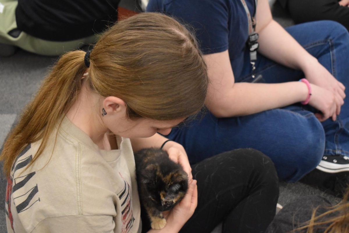 Cozy Cuddler. Josephine Ciccerella cuddles the kitten. Ciccerella has a love for all animals. 