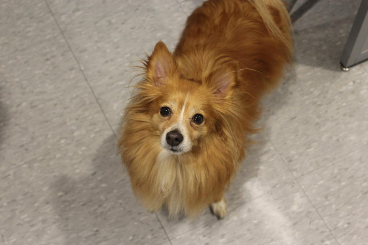 Therapy dog Rusty, chilling out in Wanda Vanish's class.