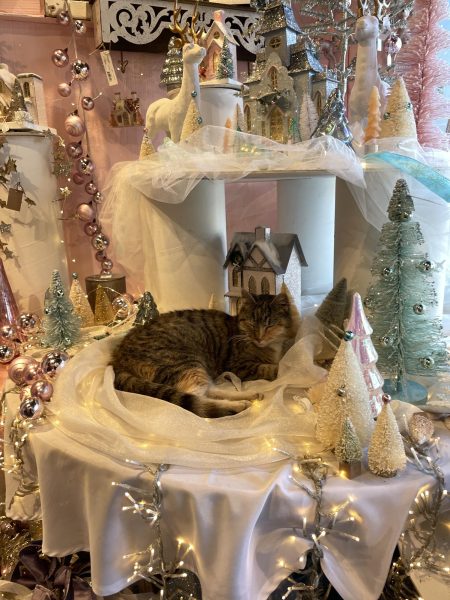 Cute. A cat lounges in one of Adler's winter wonderland displays. This feline friend was a popular attraction at Adler's.