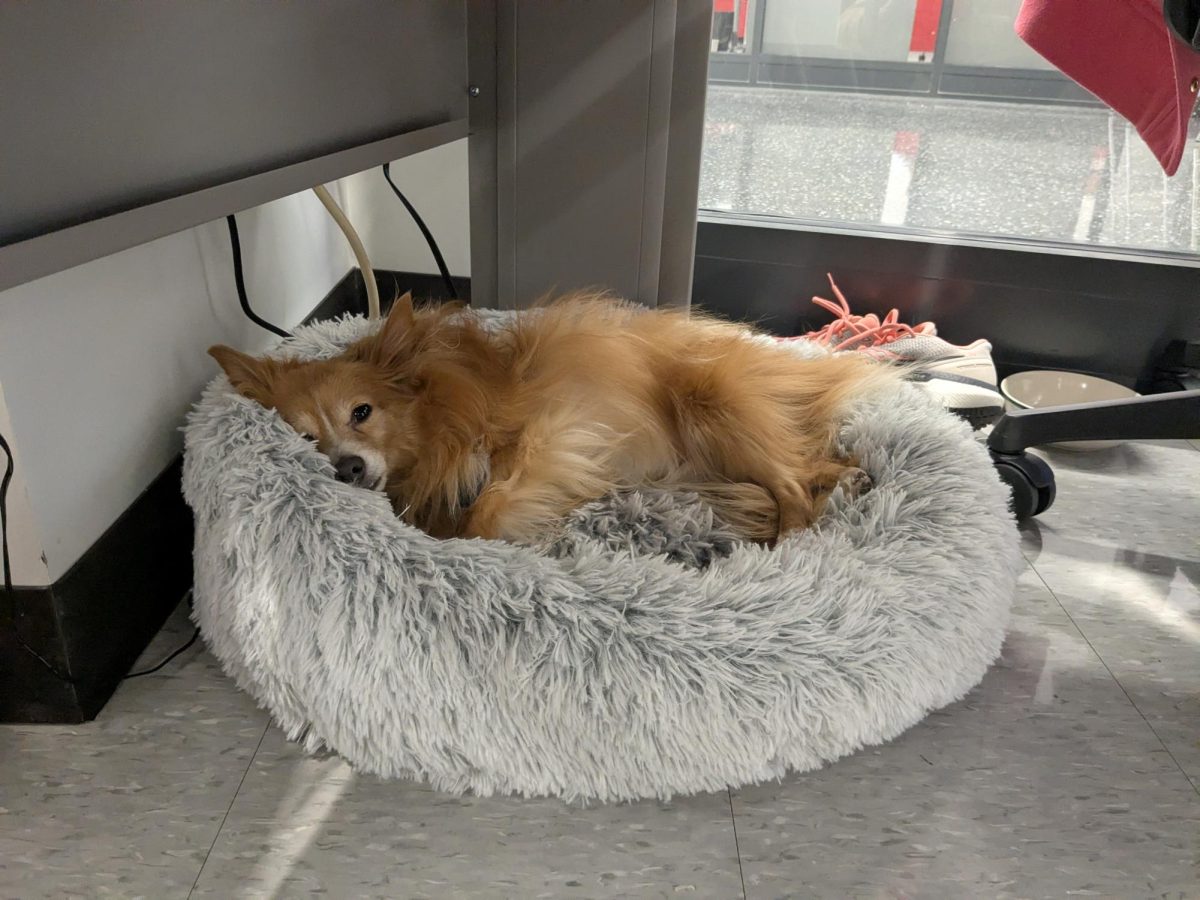 The rough life. Therapy dog Rusty enjoys some rest and relaxation as the Mountain Echo staff continue to work on their articles. Rusty spends much of his day in room B130 with either the Yearbook or Newswriting classes.