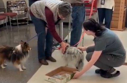 Therapy dogs returned to the high school in February. Seven teams visited with students in classrooms around the buildings.